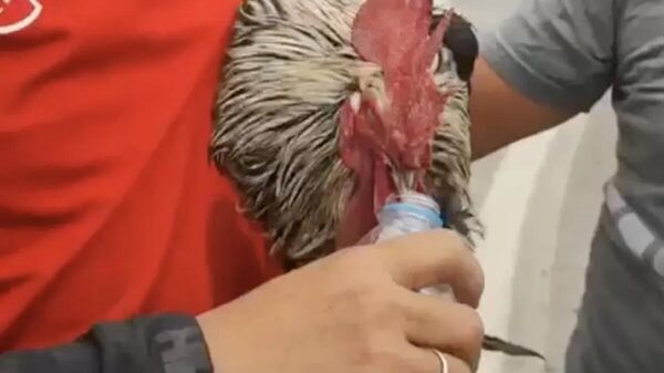 Horoz - Sputnik Türkiye