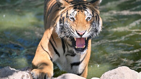 Gaziantep'te yırtıcılara Uluslararası Kaplan Gününe özel buzlu kokteyl - Sputnik Türkiye