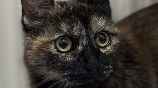 Başakşehir'de bir kediyi apartmana sokup vahşice katleden kişi gözaltına alındı - Sputnik Türkiye