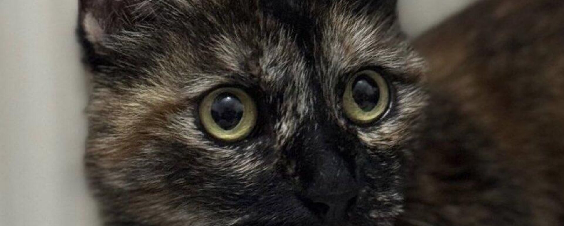 Başakşehir'de bir kediyi apartmana sokup vahşice katleden kişi gözaltına alındı - Sputnik Türkiye, 1920, 01.08.2025