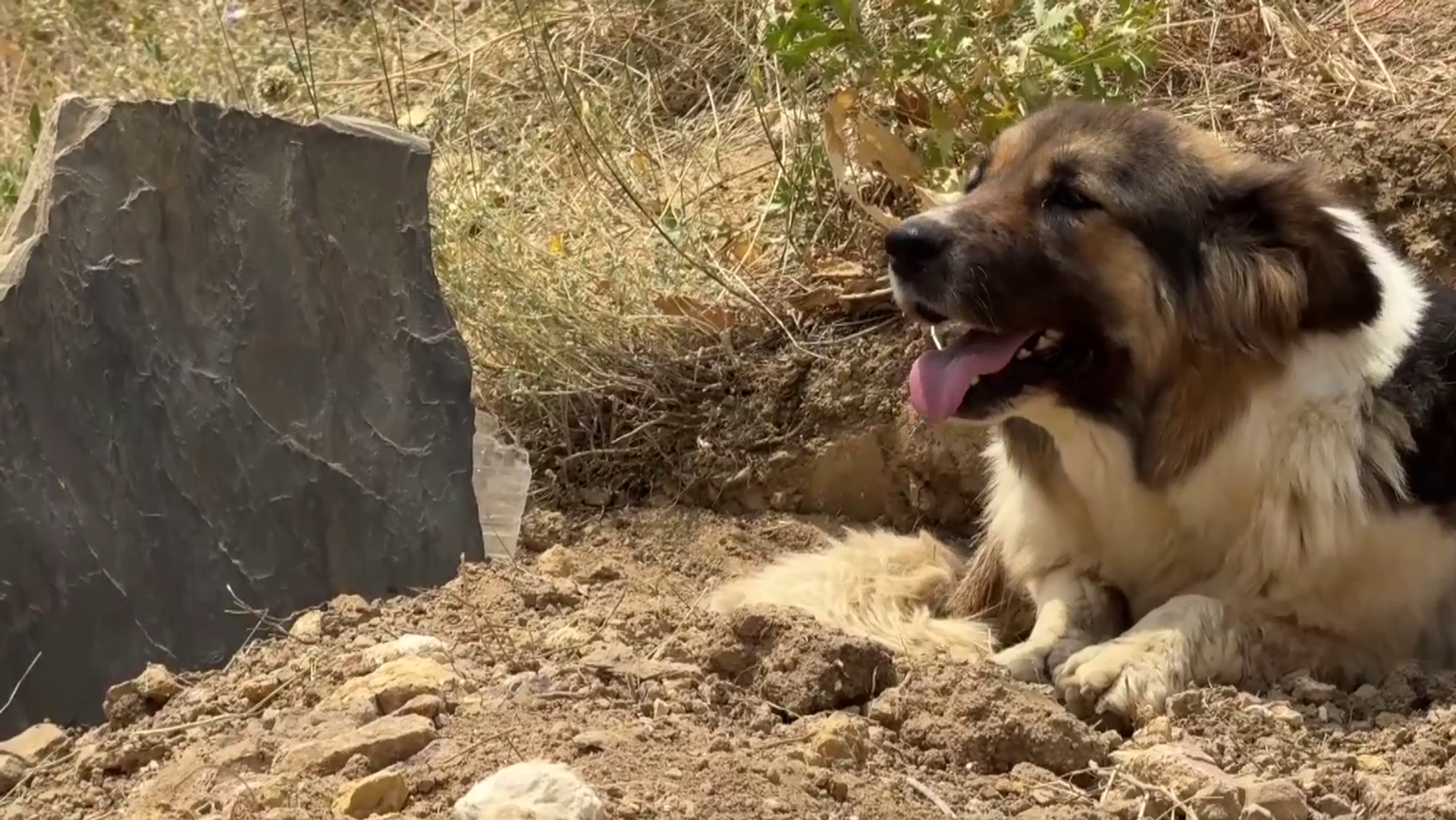 Ölen sahibinin mezarı başından ayrılmayan köpeği ünlü sanatçı sahiplendi Ölen sahibinin mezarı başından ayrılmayan köpeği ünlü sanatçı sahiplendi - Sputnik Türkiye, 1920, 03.08.2025
