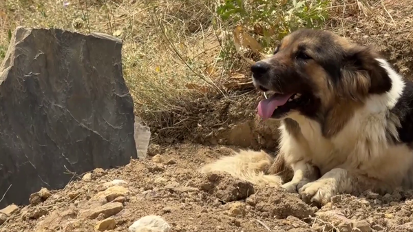 Ölen sahibinin mezarı başından ayrılmayan köpeği ünlü sanatçı sahiplendi - Sputnik Türkiye