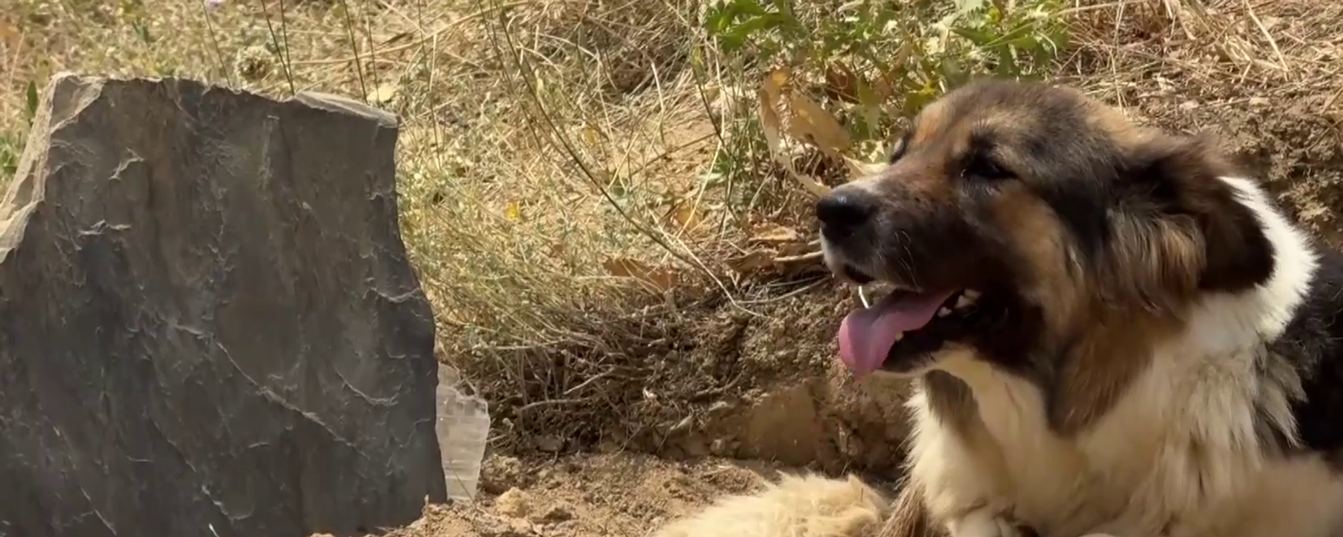 Ölen sahibinin mezarı başından ayrılmayan köpeği ünlü sanatçı sahiplendi - Sputnik Türkiye, 1920, 03.08.2025