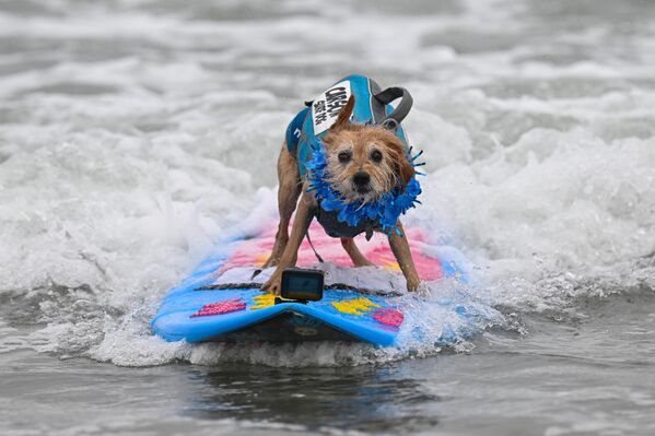 Dünya Köpek Sörfü Şampiyonası, Amerika Birleşik Devletleri'nin California eyaletindeki Pacifica State Beach'te gerçekleştirildi.  - Sputnik Türkiye