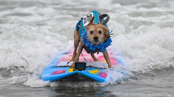 Dünya Köpek Sörfü Şampiyonası ABD'nin Kaliforniya eyaletinde yapıldı - Sputnik Türkiye