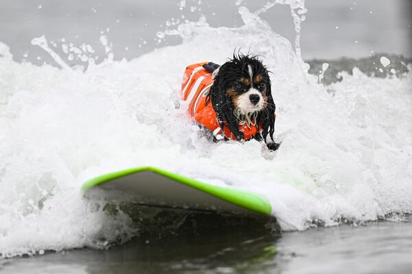Etkinlikte, dünyanın dört bir yanından gelen köpekler, sörf tahtasında yeteneklerini sergileyerek izleyicilere keyifli anlar yaşattı.  - Sputnik Türkiye