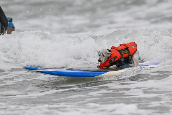 Sörf tahtalarını tutarak destek veren evcil hayvan sahipleri köpeklerden daha fazla heyecanlandı. - Sputnik Türkiye