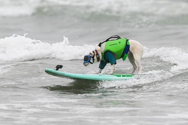 Köpeklerin sahipleri heyecanla yarışı takip etti. - Sputnik Türkiye