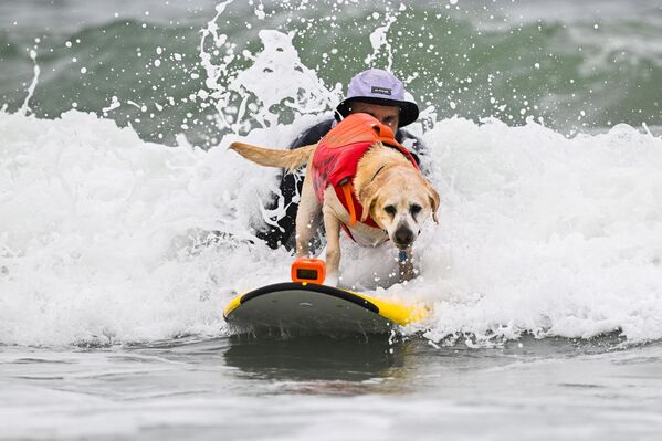 Evcil hayvan sahipleri köpeklere yarılmada sörf tahtalarını tutarak katıldı.  - Sputnik Türkiye
