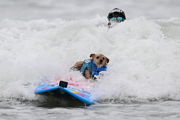 Köpeklerin sörf becerileri izleyicileri şaşırttı.  - Sputnik Türkiye