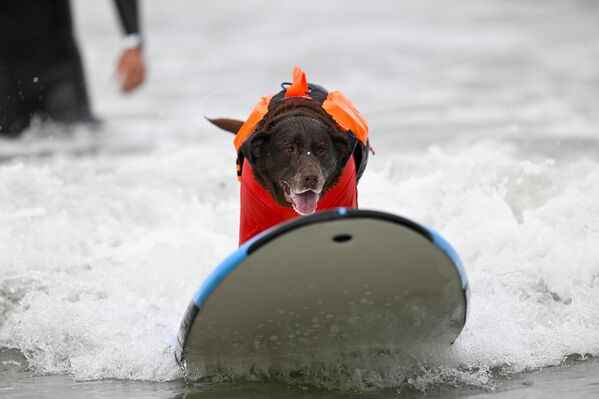 Hakemler, köpeklerin tahta üzerinde ne kadar süre kaldıklarını, dengelerini ne kadar koruyabildiklerini ve dalgalar üzerindeyken dönüş gibi herhangi bir numara yapıp yapmadıklarını inceledi. - Sputnik Türkiye