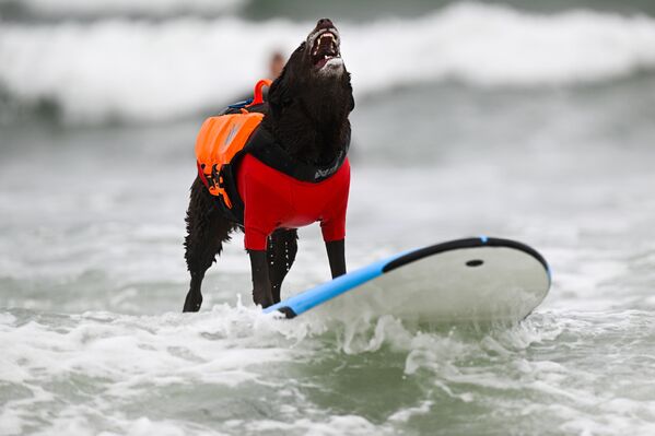 Yarışmaya katılan köpekler, finallere kalma şansı için benzer büyüklükteki diğer köpeklerle yarıştı.  - Sputnik Türkiye