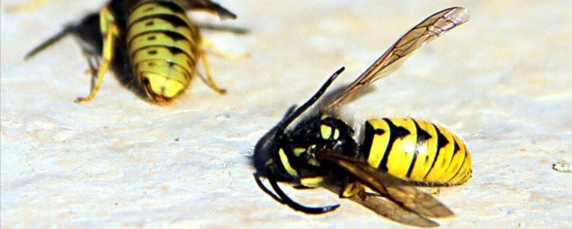 Eşek arısı - Sputnik Türkiye, 1920, 03.08.2025