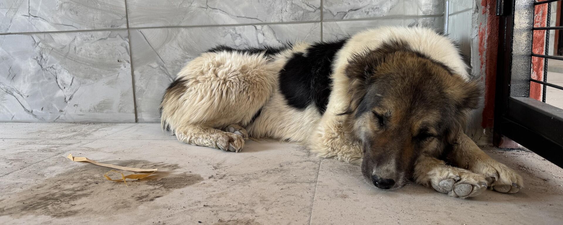 Ceylan Ertem sahiplendi - Sputnik Türkiye, 1920, 05.08.2025