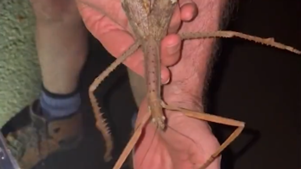 Avustralya kıtasında yeni bir böcek türü bulundu: Yaklaşık 40 santimetre boyunda ve uçabiliyor - Sputnik Türkiye