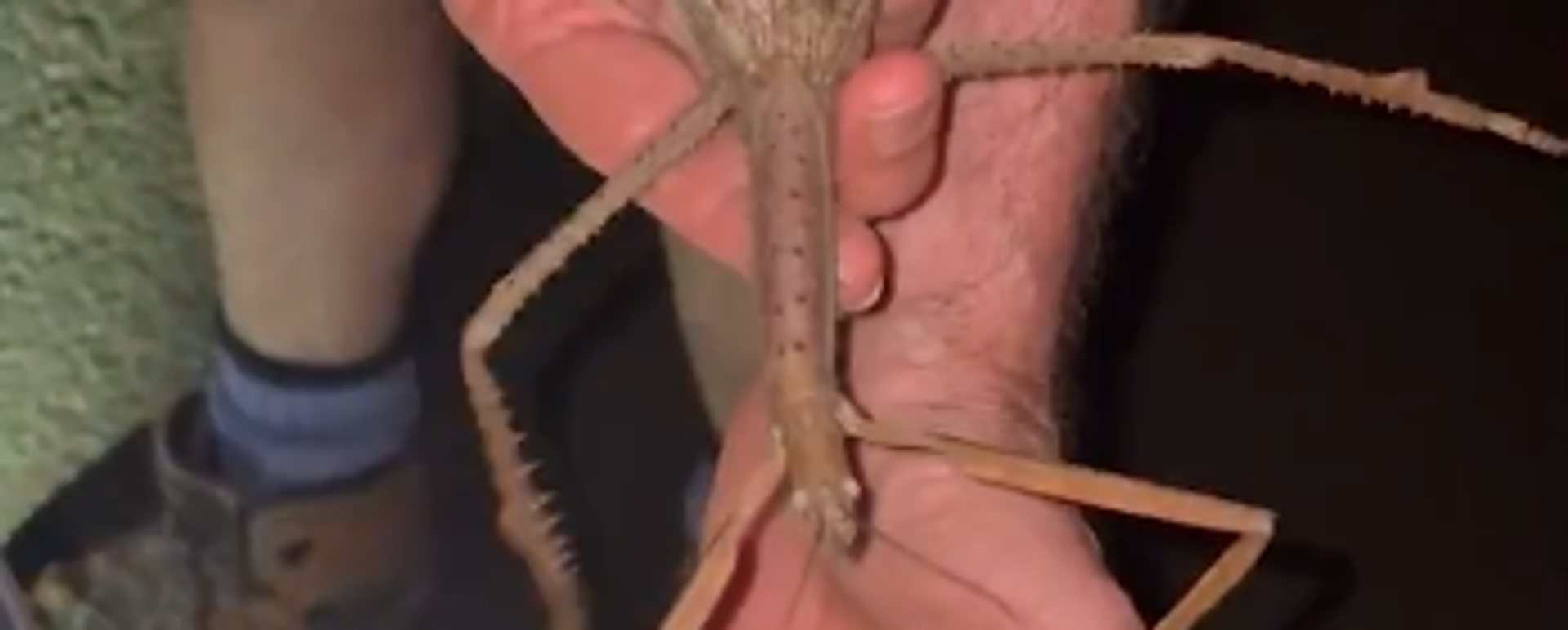 Avustralya kıtasında yeni bir böcek türü bulundu: Yaklaşık 40 santimetre boyunda ve uçabiliyor - Sputnik Türkiye, 1920, 05.08.2025