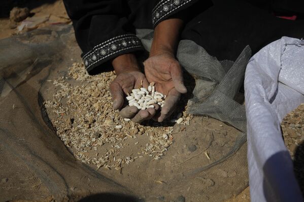 Kırık eleklerle, kum ve taşlardan ayrıştırmaya çalıştıkları bu gıdalar, abluka altında kalmış bir halkın günlük yaşamına dair çaresizliğin simgesi haline geldi. - Sputnik Türkiye