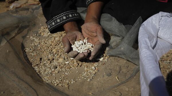 Filistinli kadınlar havadan indirilen yardımlardan dökülen gıdaları ayıklıyor - Sputnik Türkiye