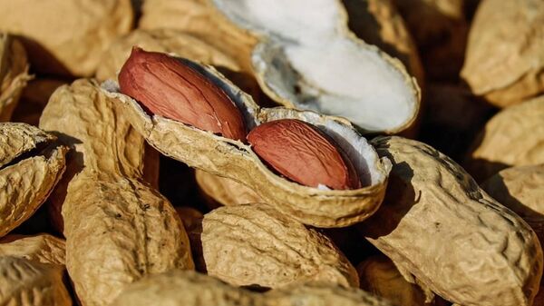Kabuklu fıstık - Sputnik Türkiye