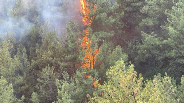 Karabük&#x27;te ormanlık alanda çıkan ve 5 Ağustos&#x27;ta kontrol altına alındıktan sonra dün  yeniden başlayan yangın söndürüldü. - Sputnik Türkiye