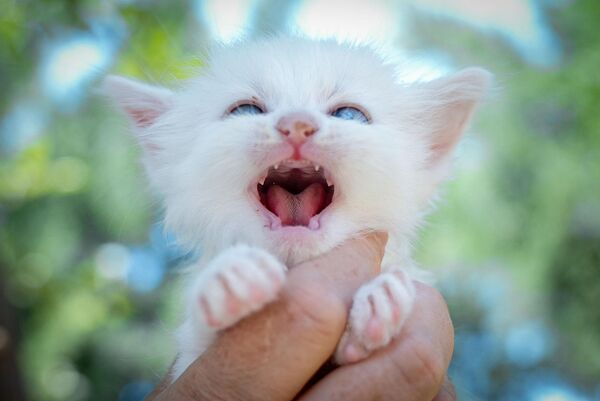 Türkiye’nin simgelerinden biri olan Ankara kedisi de koruma altında bulunan türler arasında yer alıyor. Uzun ve parlak tüyleri, farklı renkte gözleriyle dikkat çeken Ankara kedisi, nesli tükenme tehlikesi altında olması nedeniyle özel olarak korunuyor.  - Sputnik Türkiye