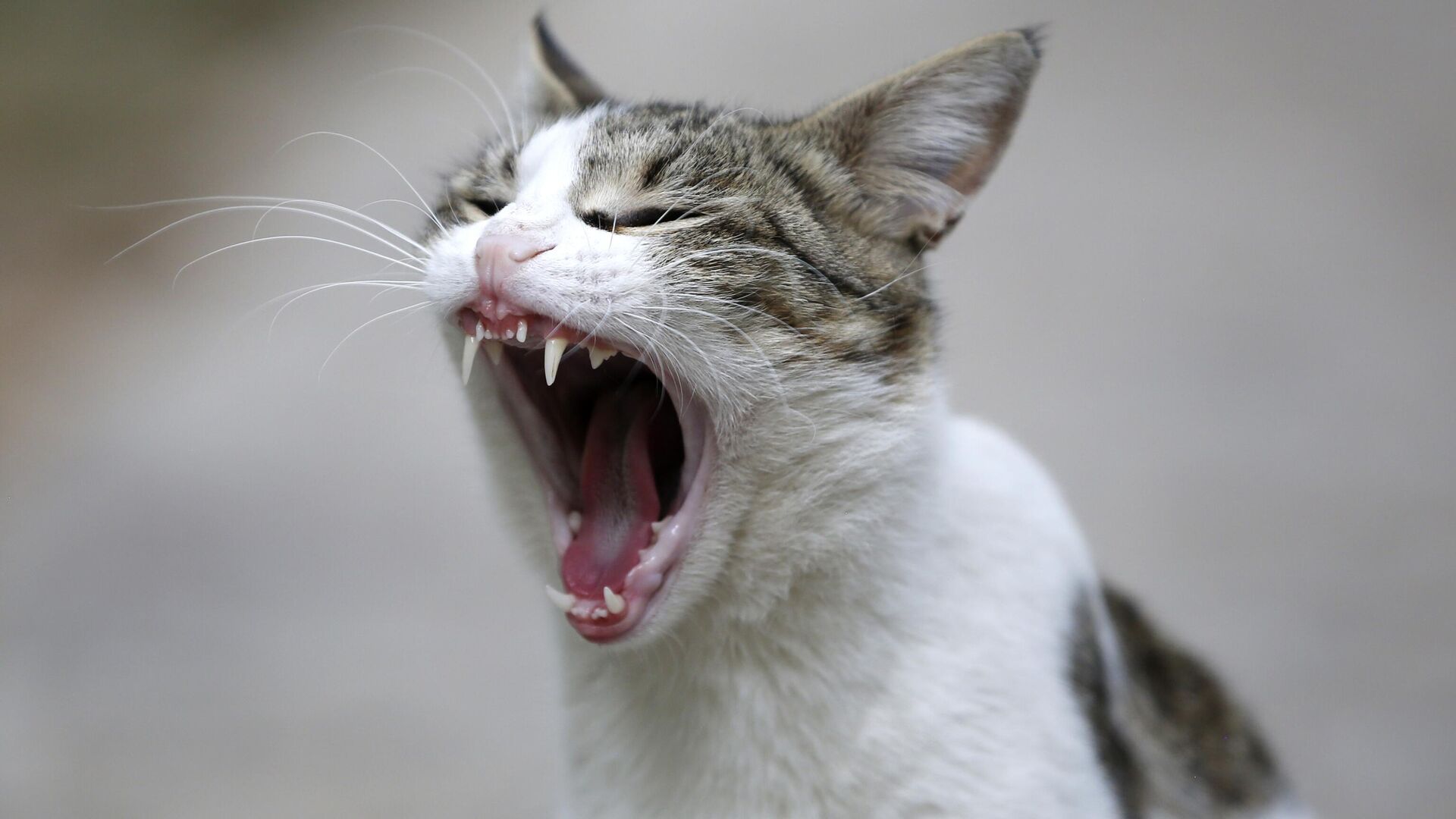 Uluslararası Kedi Günü - Sputnik Türkiye, 1920, 28.01.2026