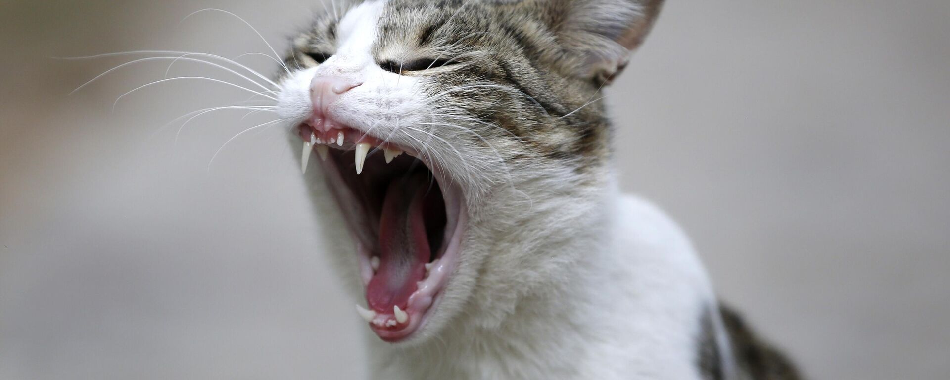 Uluslararası Kedi Günü - Sputnik Türkiye, 1920, 28.01.2026