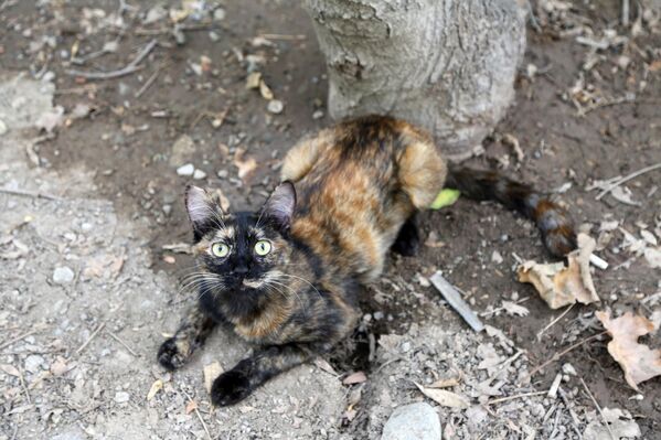 Dünyada nesli tükenme tehlikesi altındaki kedi türlerinin korunması için çeşitli bilimsel ve kurumsal çalışmalar yürütülüyor. - Sputnik Türkiye