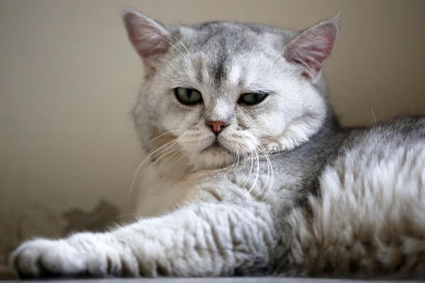 Kediler, stres azaltma, yalnızlıkla mücadele ve psikolojik iyileşme gibi insan sağlığı üzerinde olumlu etkiler yapıyor. Bu nedenle, Dünya Uluslararası Kediler Günü’nde onlara sadece sevgi göstermek değil, yaşam koşullarını iyileştirmek de önemli bir sorumluluk olarak görülüyor. - Sputnik Türkiye