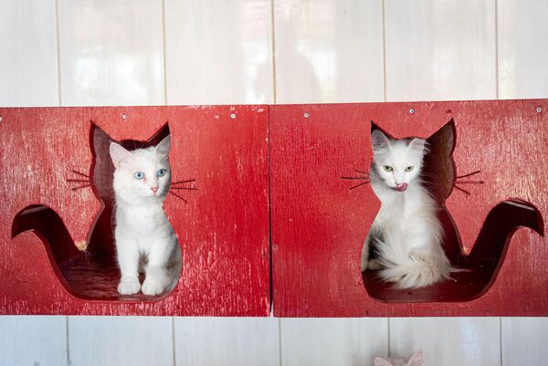 Dünyada nesli tükenme tehlikesi altındaki kedi türlerinin korunması için çeşitli bilimsel ve kurumsal çalışmalar yürütülüyor.  - Sputnik Türkiye