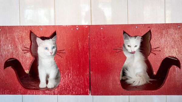 Uluslararası Kedi Günü - Sputnik Türkiye