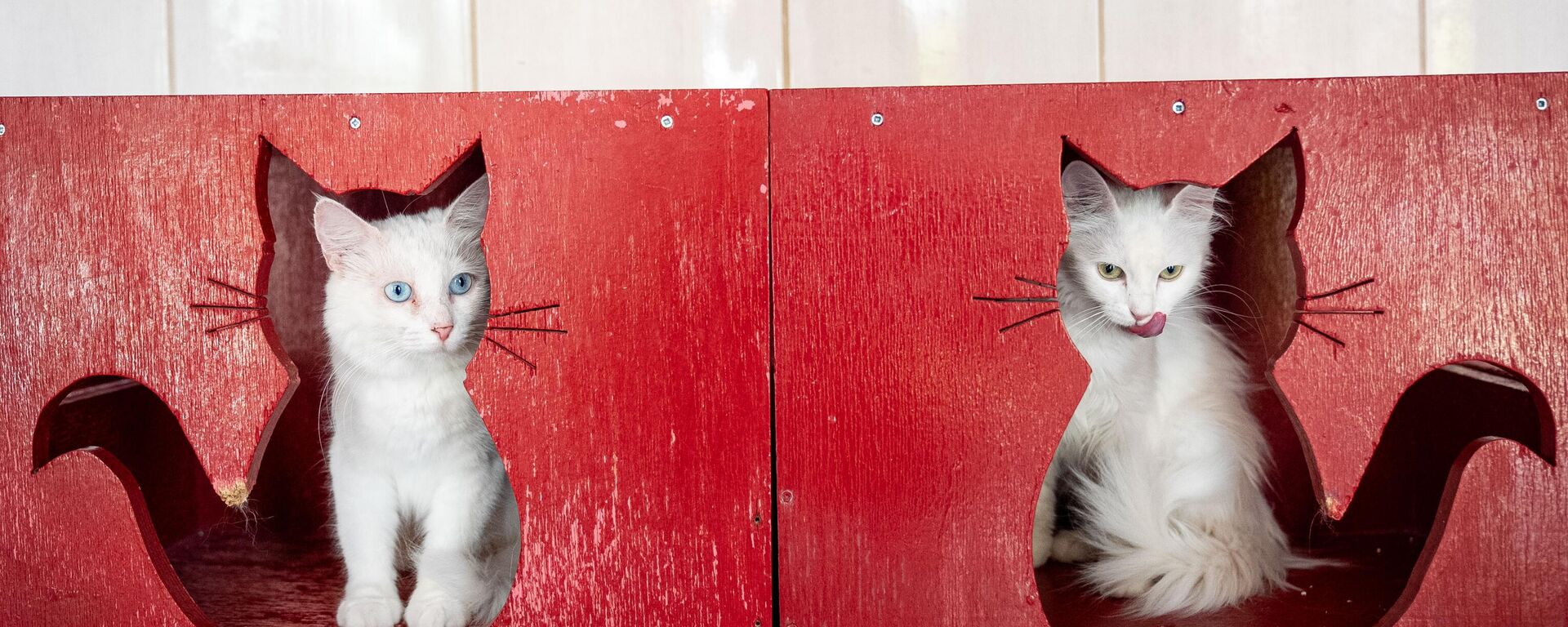 Uluslararası Kedi Günü - Sputnik Türkiye, 1920, 08.08.2025