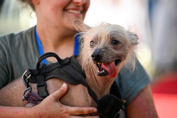 ABD’nin Kaliforniya eyaletindeki Santa Rosa’da bulunan Sonoma County Etkinlik Merkezi, 2025 yılı ‘Dünyanın En Çirkin Köpeği’ yarışmasına ev sahipliği yaptı. - Sputnik Türkiye