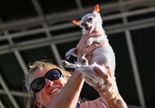 ‘Dünyanın En Çirkin Köpeği’ yarışmasında köpekler objektiflere poz verdi. - Sputnik Türkiye