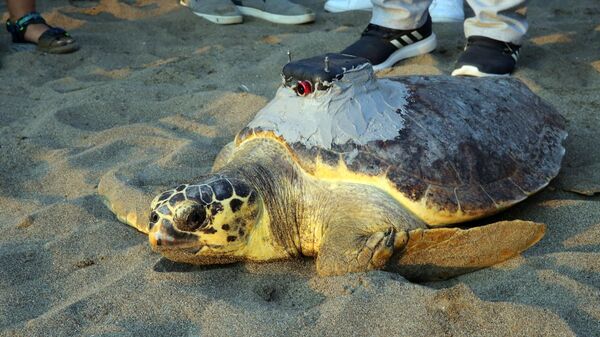 Uydu cihazıyla izlenen caretta caretta Tuba ikinci dünya turuna salındı - Sputnik Türkiye