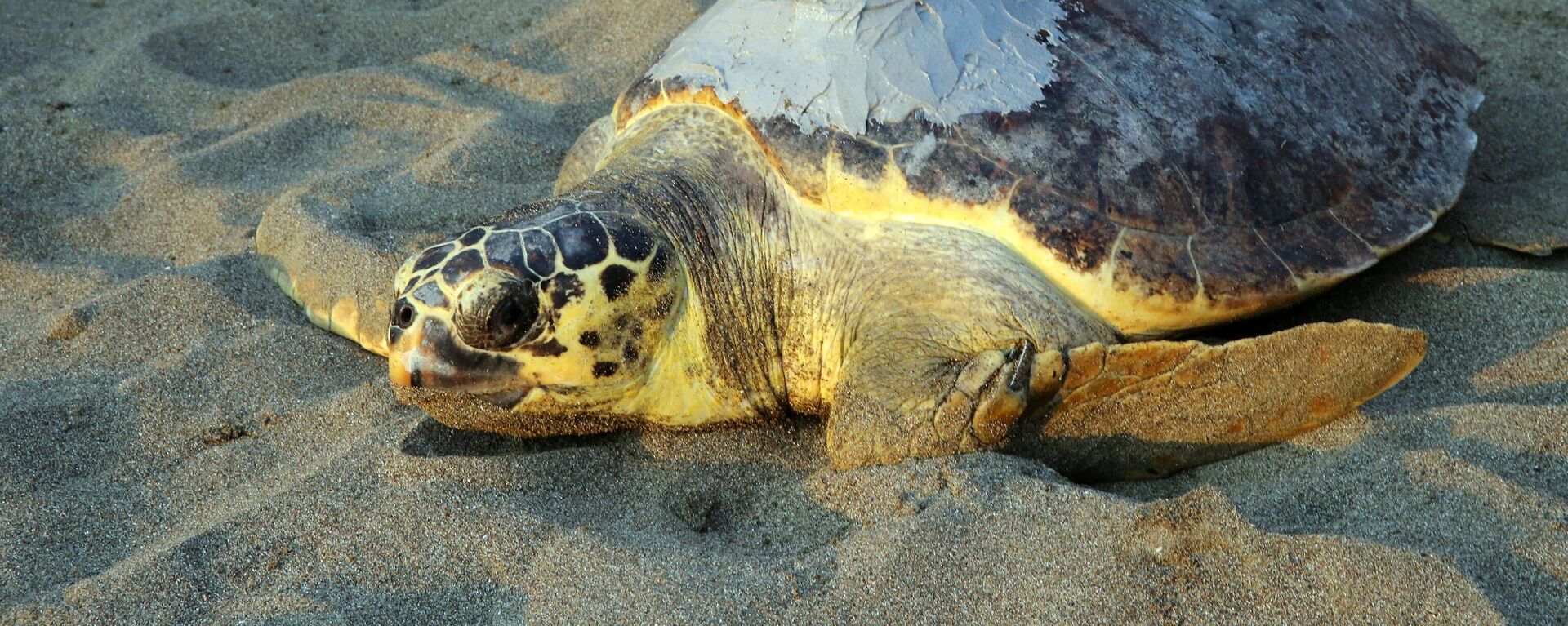 Uydu cihazıyla izlenen caretta caretta Tuba ikinci dünya turuna salındı - Sputnik Türkiye, 1920, 06.01.2026