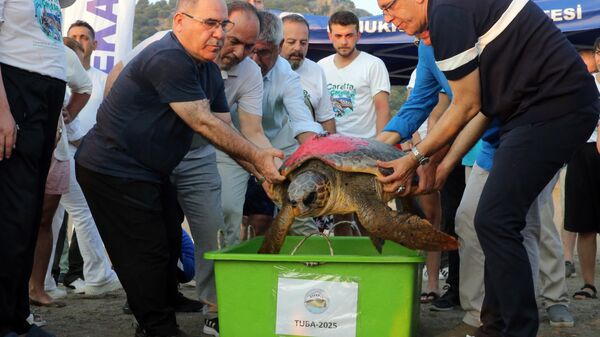 Muğla'nın Ortaca ilçesindeki Deniz Kaplumbağası Araştırma Kurtarma Rehabilitasyon Merkezi (DEKAMER) görevlilerince uydu takip cihazı takılarak 2019'da denize bırakılan caretta caretta Tuba, yeniden geldiği iztuzu kumsalından uydu takip cihazı takılarak ikinci kez dünya turuna gönderildi.  ( Osman Akça - Anadolu Ajansı ) - Sputnik Türkiye