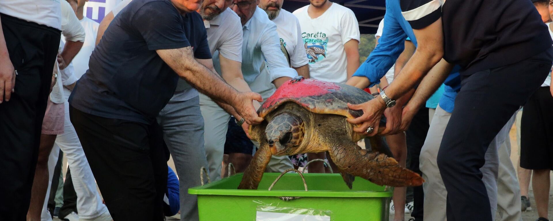 Muğla'nın Ortaca ilçesindeki Deniz Kaplumbağası Araştırma Kurtarma Rehabilitasyon Merkezi (DEKAMER) görevlilerince uydu takip cihazı takılarak 2019'da denize bırakılan caretta caretta Tuba, yeniden geldiği iztuzu kumsalından uydu takip cihazı takılarak ikinci kez dünya turuna gönderildi.  ( Osman Akça - Anadolu Ajansı ) - Sputnik Türkiye, 1920, 10.08.2025