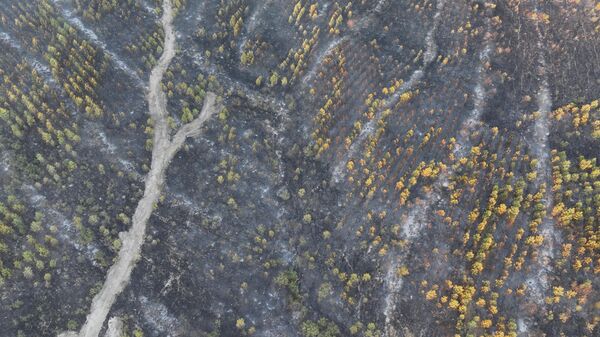 Edirne'nin Enez ilçesi Büyükevren ve Gülçavuş köylerindeki orman yangını kontrol altına alındı - Sputnik Türkiye