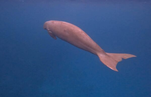 Yaklaşık 3 metre uzunluğa ve 400 kilograma varan ağırlığa ulaşabilen bu dev deniz memelileri, uluslararası ticareti sınırlandırılan türler arasında yer alıyor. - Sputnik Türkiye