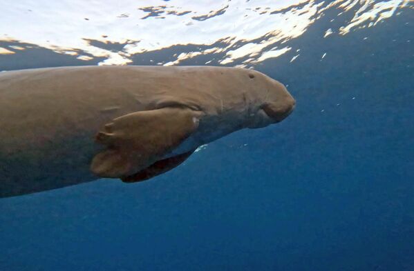 Yaklaşık 70 yılı aşan ömrü ve yavaş üreme oranıyla bilinen dugongların korunması için çeşitli ülkelerde habitat restorasyonu, koruma bölgelerinin genişletilmesi, balıkçı ağlarının izlenmesi ve farkındalık kampanyaları gibi çalışmalar yürütülüyor. - Sputnik Türkiye