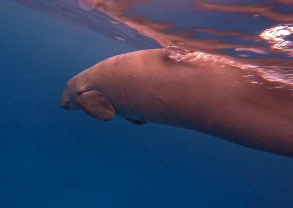 Birçok ülkede yasal koruma altında olsa da, yaşam alanlarının tahrip edilmesi, balıkçılıkla bağlantılı ölümler ve yasadışı avcılık nedeniyle varlığını sürdürmekte zorlanıyor. - Sputnik Türkiye