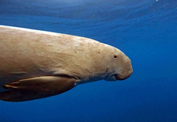 Uluslararası Doğa Koruma Birliği (IUCN) tarafından “nesli tükenme tehlikesi altında” olarak sınıflandırılan deniz ineği (dugong),  Kızıldeniz’de objektiflere yansıdı. - Sputnik Türkiye