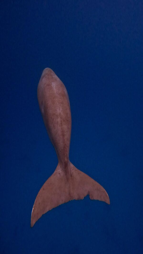 Sakin yapısıyla dikkat çeken ve otçul memeli türleri arasında yer alan deniz inekleri, deniz ekosisteminin en önemli besin kaynaklarından olan deniz çayırlarıyla besleniyor.  - Sputnik Türkiye