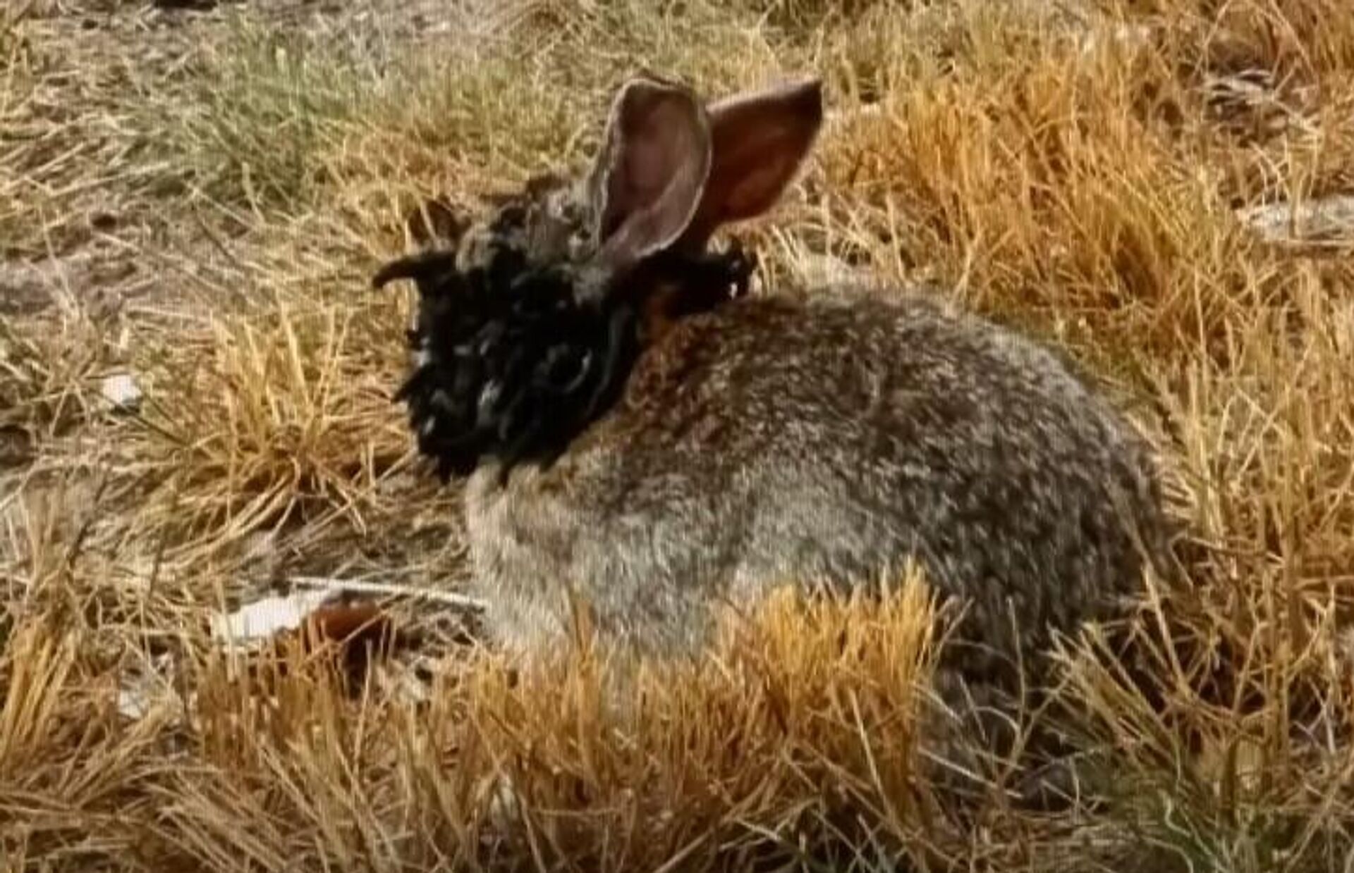 Tavşanlarda Frankenstein Virüsü görüldü - Sputnik Türkiye, 1920, 13.08.2025