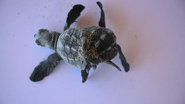 Caretta Caretta - Sputnik Türkiye