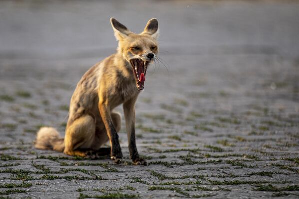Türkiye&#x27;nin her kesiminde görülen kızıl tilkiler, özellikle ormanlık alanlar, kır ve tarlalarda yaşamayı tercih eder. - Sputnik Türkiye