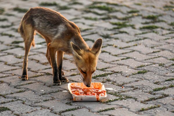 Bazı akşamlar lokaldeki kedilerle yiyecek için kavga eden tilki, yavrularına da yiyecek götürüyor. - Sputnik Türkiye