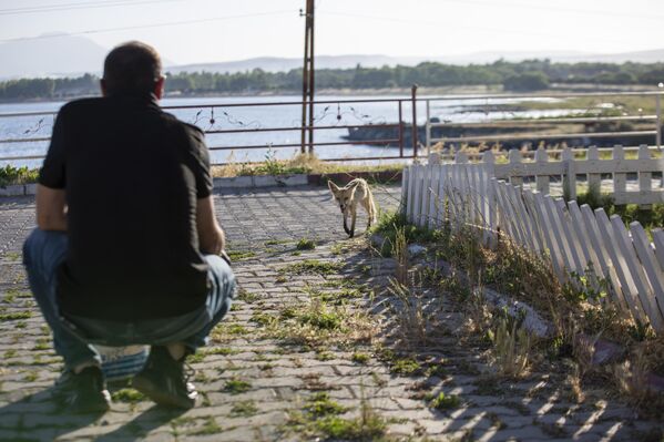 Van&#x27;ın Erciş ilçesindeki polis lokali çalışanları, her gün akşama doğru lokale gelen tilkiyi besliyor. - Sputnik Türkiye