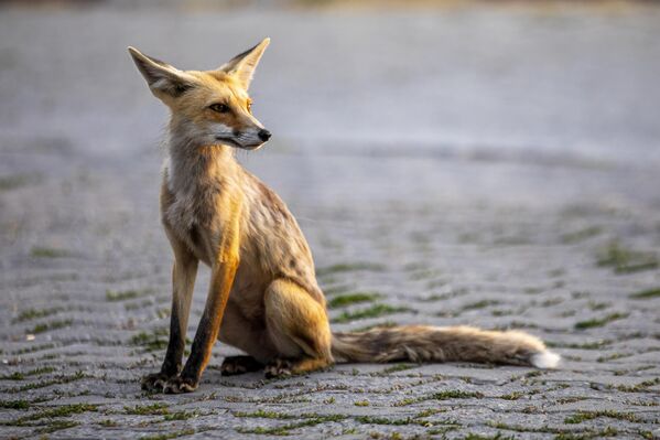 Hem etçil hem de otçul olan tilkiler, insanlar tarafından beslenmediği takdirde, çekirge, böcek, tavşan, fare, tavuk, kuş gibi canlıları avlar. - Sputnik Türkiye